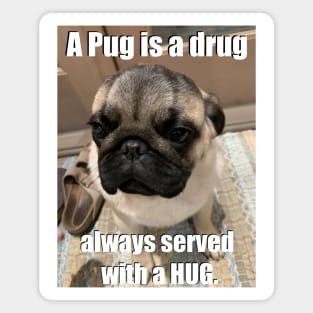 Pugs not Drugs Magnet